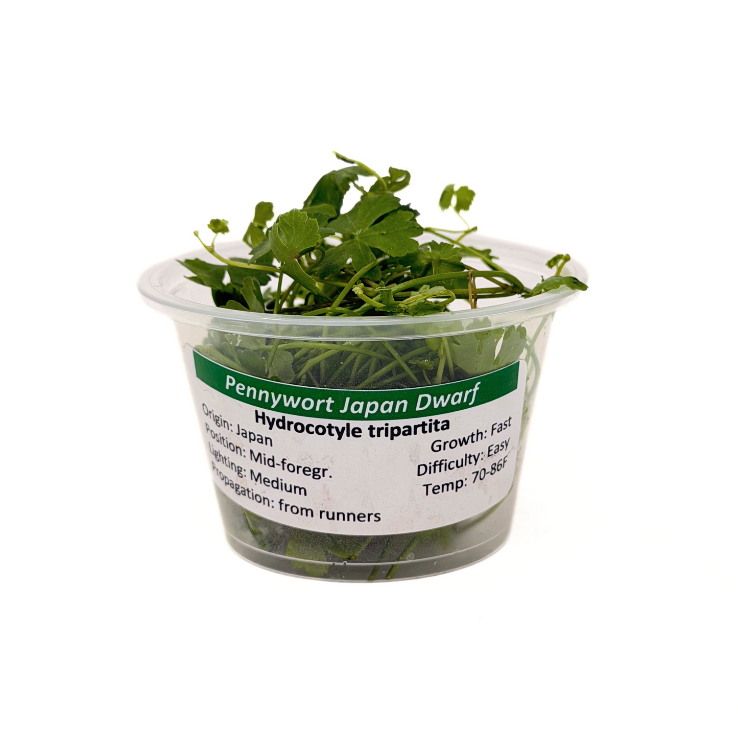 Hydrocotyle Tripartita Japan