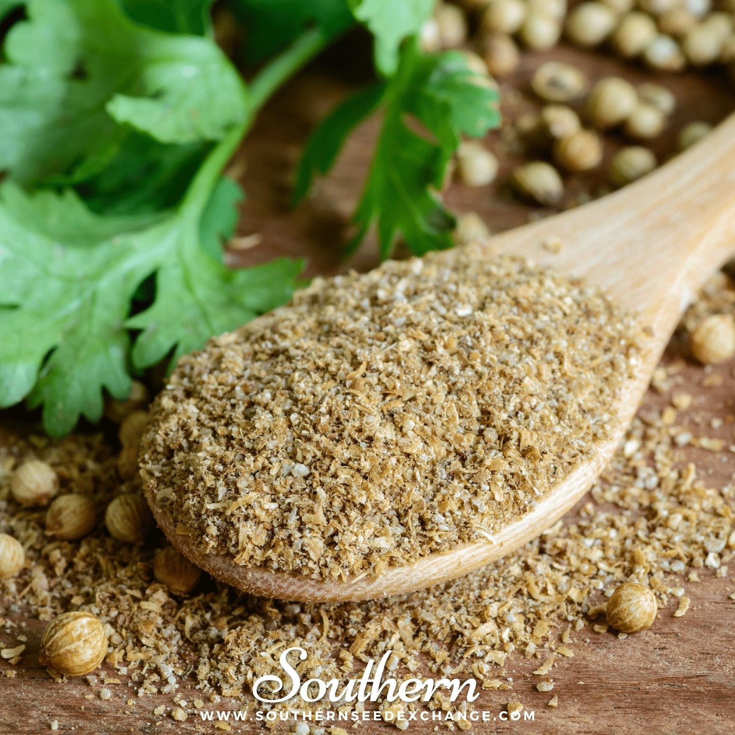 Calypso Cilantro – 100 Seeds