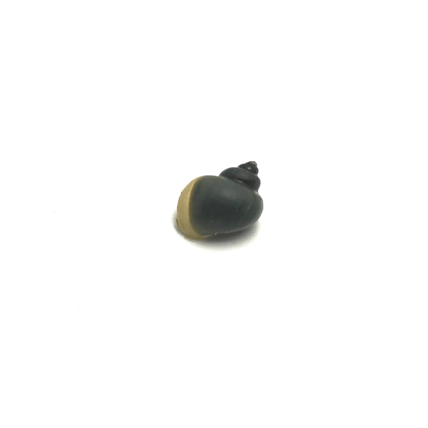 Mystery Snails