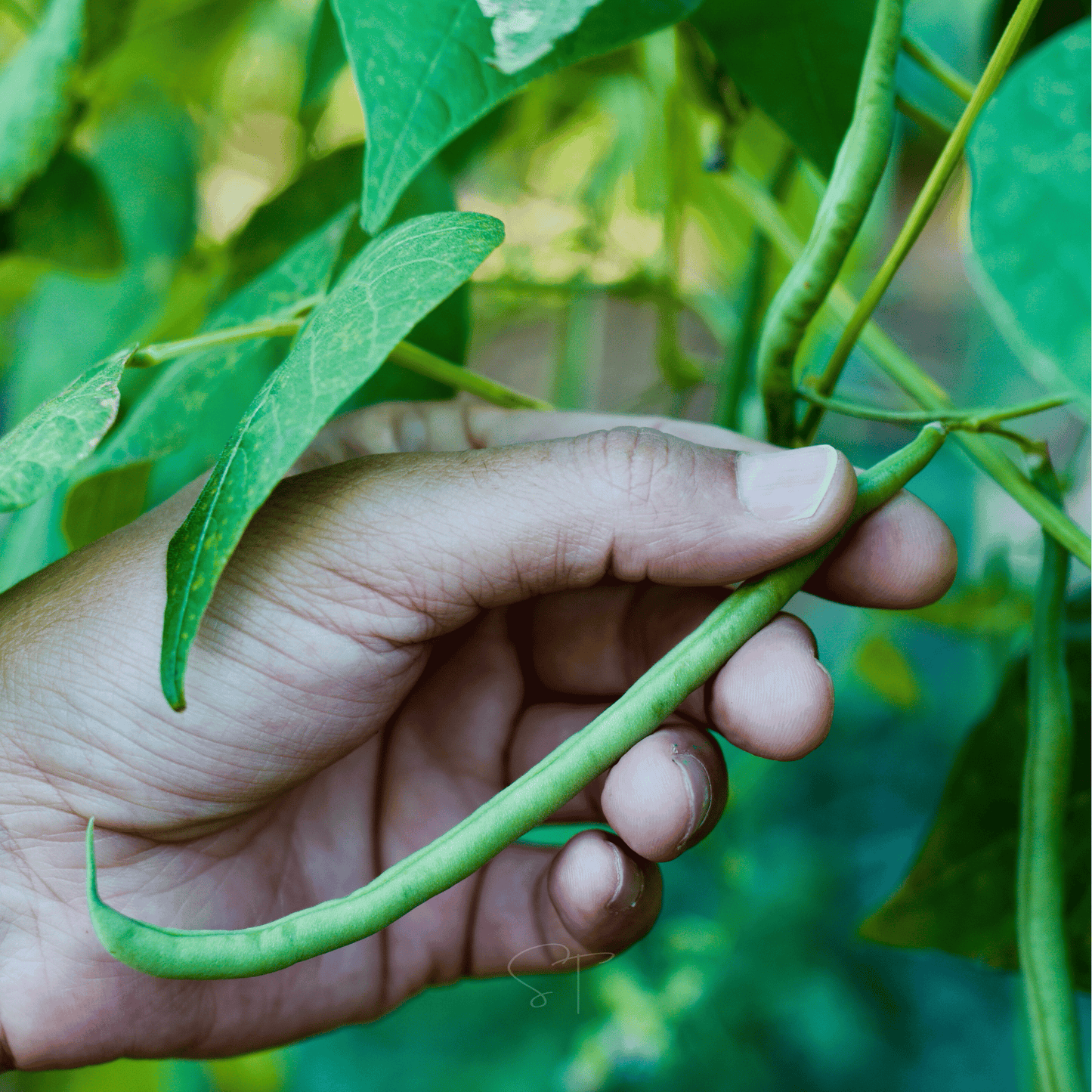Blue Lake Bean (Pole) – 50 Seeds