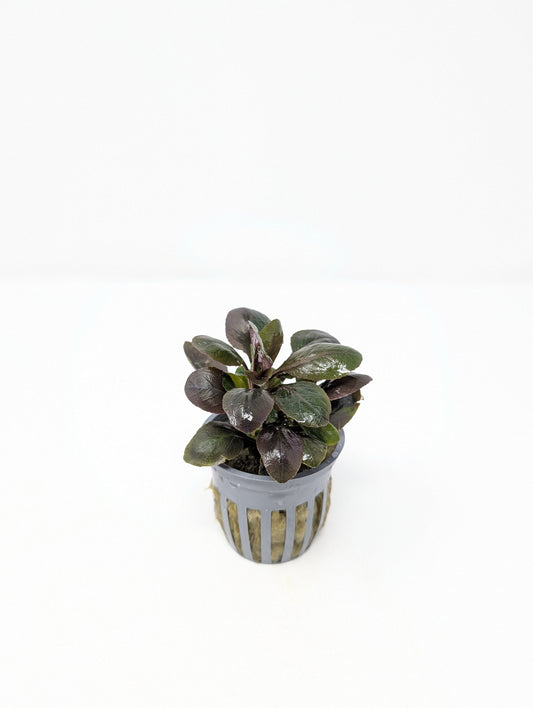 Cardinal Plant | Lobelia cardinalis