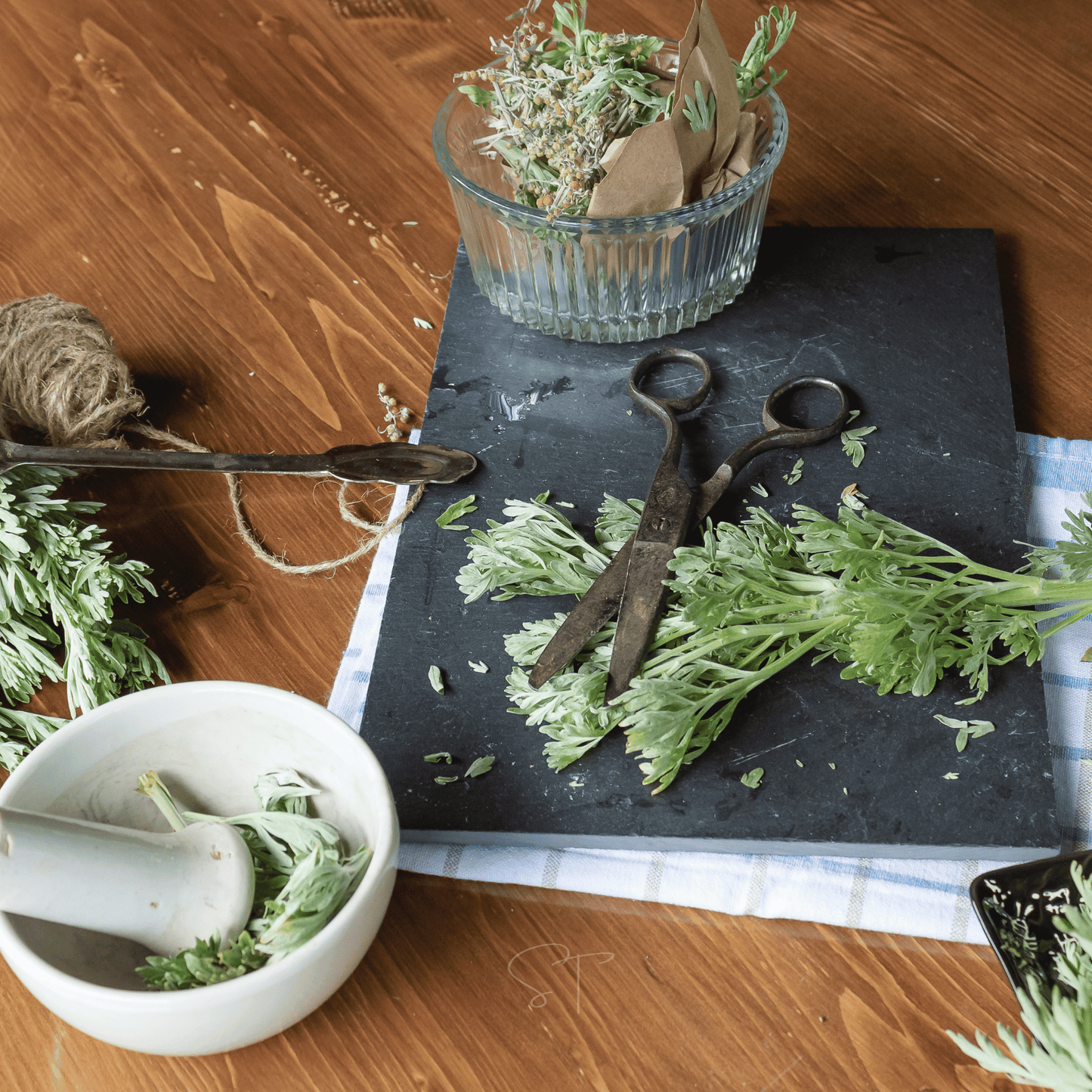 Wormwood – 200 Seeds